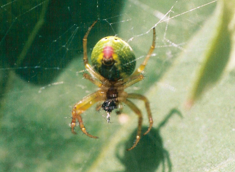 Araniella sp.